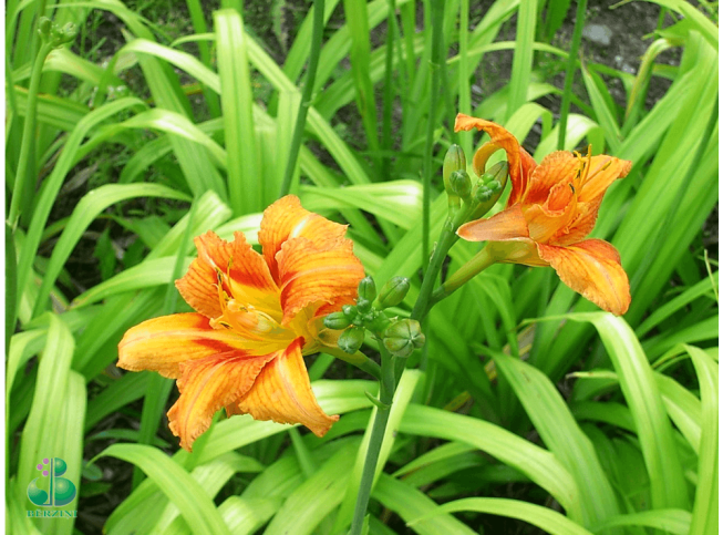 Hemerocallis fulva   'Kwanso'